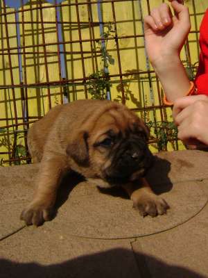 vand pui boxer