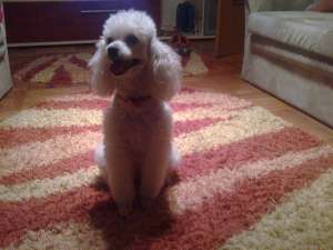 Fetita caniche mediu alb 6 ani caut mascul caniche mediu alb pentru monta