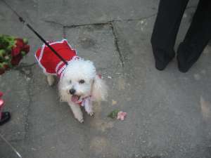 Fetita caniche mediu alb 6 ani caut mascul caniche mediu alb pentru monta