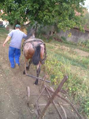 armasar de vanzare