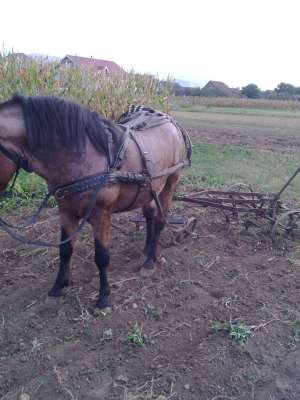 armasar de vanzare