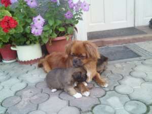 VAND CATEI PICHINEZI