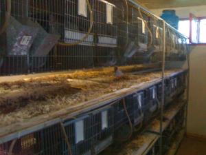 Vind microferma Chinchilla