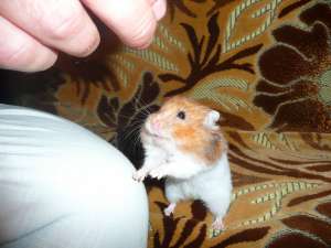 Ofer hamster