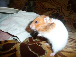 Ofer hamster