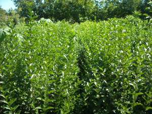 VAND LIGUSTRUM OVALIFOLIUM