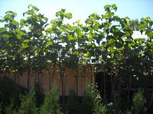 Paulownia Tomentosa