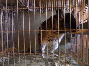 Vind microferma Chinchilla