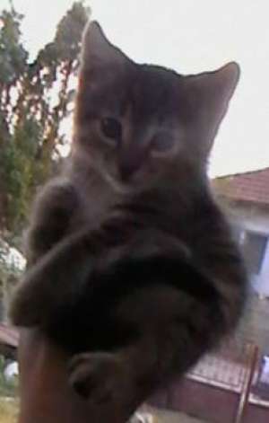 Donez pisici