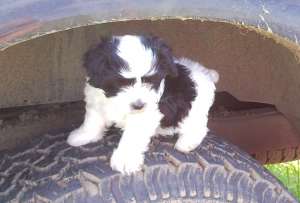 vand Bichon maltese