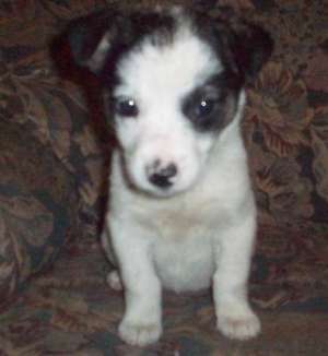 vand jack russell