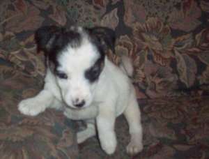 vand jack russell