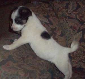 vand jack russell