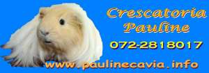 Vand purcelusi de guinea de rasa,     cu pedigree