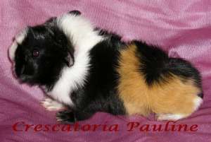 Vand purcelusi de guinea de rasa,     cu pedigree