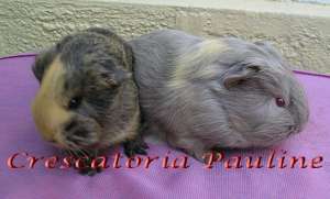 Vand purcelusi de guinea de rasa,     cu pedigree
