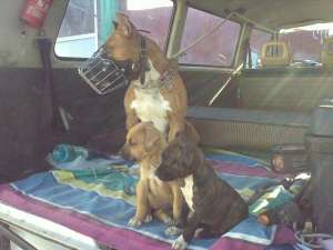 vand pui amstaff cu parinti cu pedigree