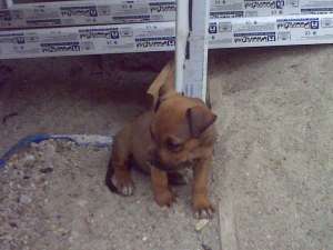 vand pui amstaff cu parinti cu pedigree