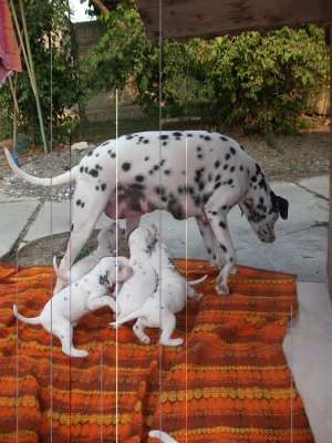 dalmatieni de vanzare