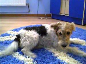 DONEZ FOXTERRIER