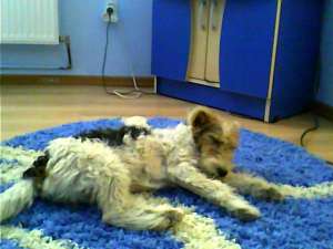 DONEZ FOXTERRIER