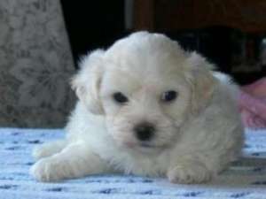 vand  bichon maltez