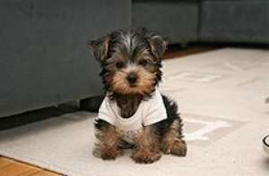 vand  yorky