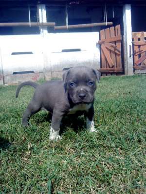 Vand Amstaff blue
