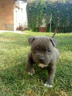 Vand Amstaff blue