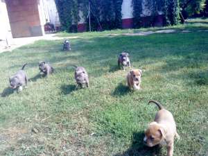 Vand Amstaff blue