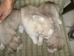 HUSKY SIBERIANI DEOSEBITI