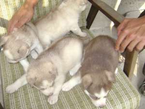 HUSKY SIBERIANI DEOSEBITI
