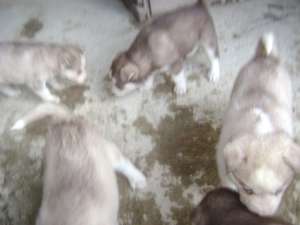 HUSKY SIBERIANI DEOSEBITI