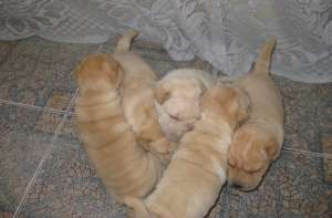 Vand shar pei
