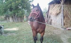 Vand armasar(BIHOR)