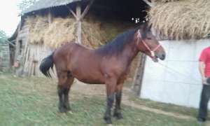 Vand armasar(BIHOR)
