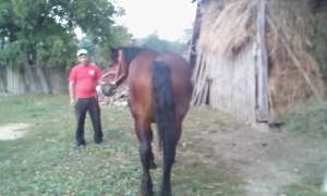 Vand armasar(BIHOR)