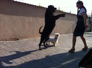 Vand catei rottweiler cu pedigree