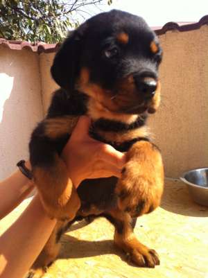 Vand catei rottweiler cu pedigree