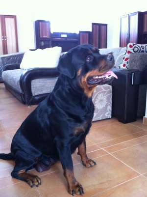 Vand catei rottweiler cu pedigree
