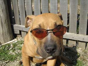 Vand Amstaff