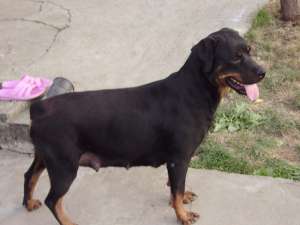 Vand pui rottweiler