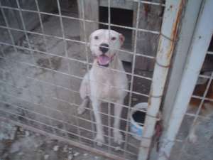 Vind ciini rasa Dog Argentinian