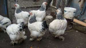 Vand Gainii brahma