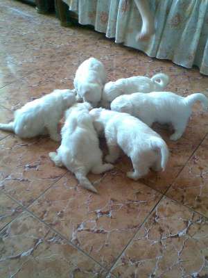 VAND PUI BICHON