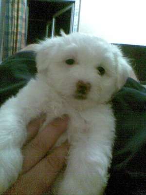 VAND PUI BICHON