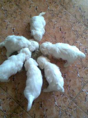 pui bichon albi superbi