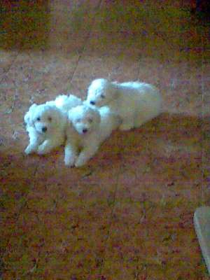 pui bichon albi superbi