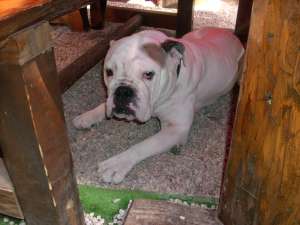 OFER MASCUL BULLDOG ENGLEZ PT MONTA