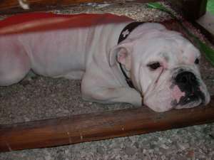 OFER MASCUL BULLDOG ENGLEZ PT MONTA